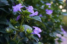 Image result for Barleria cristata