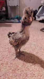 There was a ton of brush and short stubby sticks in the remote area, but nothing larger. D Winter Has A Very Tall Body And Very Short Stubby Legs Backyard Chickens Learn How To Raise Chickens