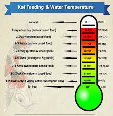 feeding your koi as water temperatures change