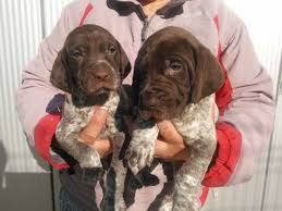 Registered german shorthaired pointer pups dob 11/26/2020. German Shorthaired Pointer Puppies For Sale Atlanta Ga Gsp Puppies Pointer Puppies Gsp Puppies For Sale