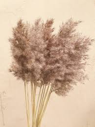 23 6 Large Feather Reed Grass Decorative Plumes Natural Dried Plumes Pampas Reeds Rustic Wedding Pamp Grass Decor Pampas Grass Decor Dried Flower Bouquet