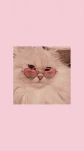 Maybe you would like to learn more about one of these? On Twitter Pink Wallpaper Backgrounds Cute Cat Wallpaper Funny Wallpapers