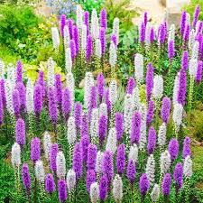 Buy Blazing Star Mixture Liatris Breck S