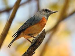 Image result for Brachystegia glaucescens