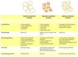 Well, if it's brown fat, then almost everyone should! Frontiers Food Ingredients Involved In White To Brown Adipose Tissue Conversion And In Calorie Burning Physiology