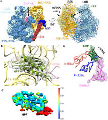 What is the structure and function of the ribosomes. Structures Of Mycobacterium Smegmatis 70s Ribosomes In Complex With Hpf Tmrna And P Trna Scientific Reports