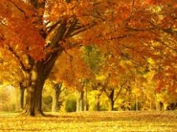 A collection of the top 73 landscape wallpapers and backgrounds available for download for free. 3d Tree Wallpaper Wallpapers For Free Download About 3 455 Wallpapers