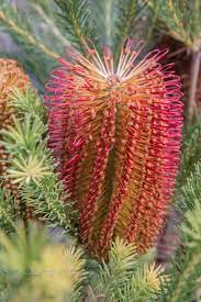 Dwarf Banksia Ericifolia Australian Garden Garden Planning Garden Plants