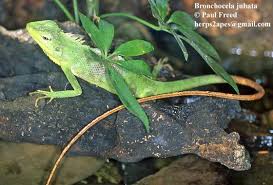 Image result for Urochloa jubata