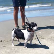 My pap paw had one by the name of tuffy when i was a child and i loved him. Teddy Roosevelt Terriers Dog Breed Info Photos Common Names And More Embarkvet