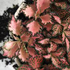 We did not find results for: Fittonia Argyroneura Krukvaxter