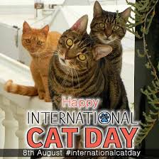 Every day, according to crull, truffles chooses one of her nearly 20 pairs of unique glasses and prances around in them happily. International Cat Day The Mad Cat Lady