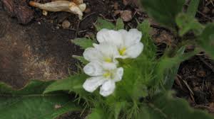 Image result for Crabbea velutina