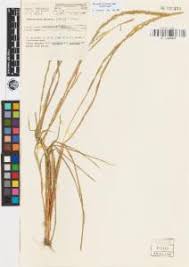 Image result for Elytrophorus spicatus