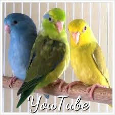 Pacific Parrotlet Color Mutations Parrotletbirdss Blog