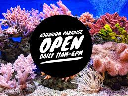 Dan mengerjakan pembuatan berbagai model aquarium. Aquarium Paradise Aquarium Lakewood Washington Facebook 418 Photos