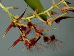 Image result for Bulbophyllum prorepens