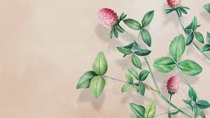 Pin On Flower Background Wallpaper