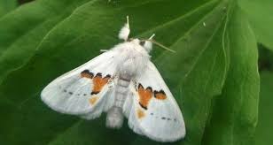 Black And White Spotted Moth Pa Pin By Mythical Maemae On Athropods Moth Gossamer Wings Rare