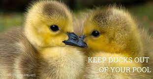 Add to the pool monthly while ducks are around. How To Keep Ducks Out Of Your Pool