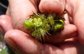 Image result for Aldrovanda