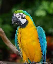 Guacamayo Azul Y Amarillo Ara Ararauna Loros Loro Gris Africano Guacamayos
