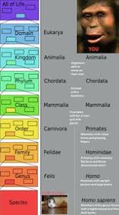 Eight Major Taxonomic Rank Domain Kingdom Phylum Class Order Family Genus And Species Stem Education Kingdom Class