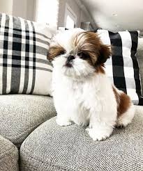 Little Shih Tzu Cutie Perro Shih Tzu Perro Shitzu Perros Bonitos