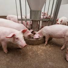 He weighed a portly 2,552 lbs and was so large that he dragged his belly on the ground. Feeding Pigs In Africa Is Expensive Changing Their Diets Is The Answer