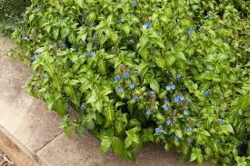 Image result for Rungia