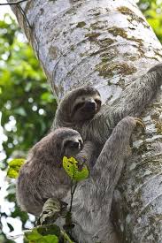 Mom And Baby Sloth Photo By C Marks National Geographic Your Shot Sloth Photos Sloth Animals