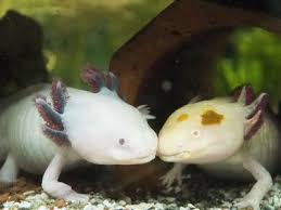 Keeping And Caring For Axolotls As Pets In 2020 Salamander Fierce Animals Pets