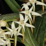 Image result for Cyrtorchis praetermissa
