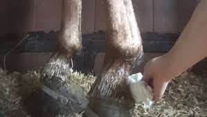 Apartments for rent in smyrna, tn. Murfreesboro Farm Target Of Horse Soring Investigation