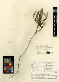 Image result for Elytraria