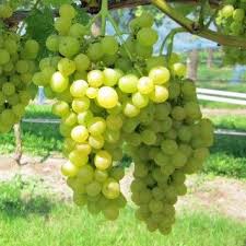 Weinrebe Im Kubel In 2020 Weinrebe Reben Weinreben Pflanzen