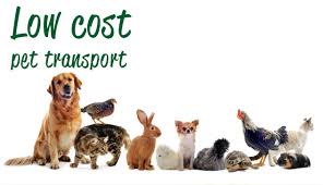 Has serving the pet travel community as a specialist since 1998. Pet Transport Devon Exeter Exmouth Uk Pet Relocation Service European Pet Transport