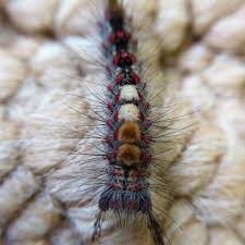 Image result for Fagaropsis