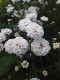 Image result for Aneilema petersii