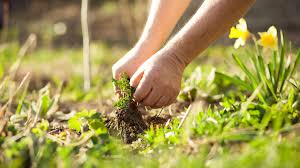 We did not find results for: Wildkrautbekampfung Ohne Chemie Gartenbau Landschaftsbau Kirchhelle Galabau Castrop Rauxel Herne Bochum