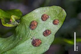 Image result for Loxogramme