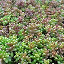 Most creeping and low growing forms make good evergreen groundcover and carpeters in path cracks, along path edges or in the rockery. 10 Sedum Stonecrop Varieties To Plant As Ground Cover