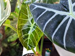 Image result for Kotschya longiloba