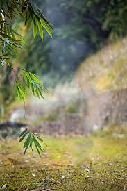 Pin By Vignesh Kale On My Saves In 2021 Blurred Background Photography Blur Photo Background Blur Background Photography You can also click related recommendations to view more background images in our huge database. pinterest