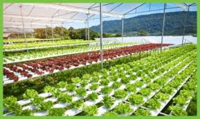 Commercial Hydroponic Farming In India Vertical Hydroponics Farming In Ahmedabad Are you looking for hydroponic farming in india?