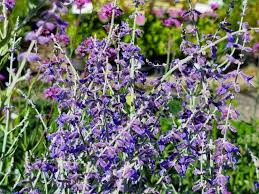Image result for perovskia atriplicifolia 'little spire'