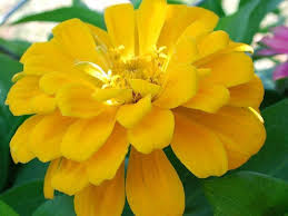 Marigold Birth Flowers Family Flowers Family Tree Tattoo