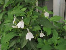 Image result for Rhinacanthus zambesiacus