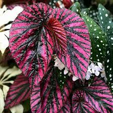Pin On Begonias