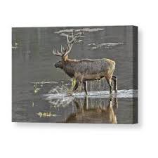 Bugling Elk #2 Canvas Print